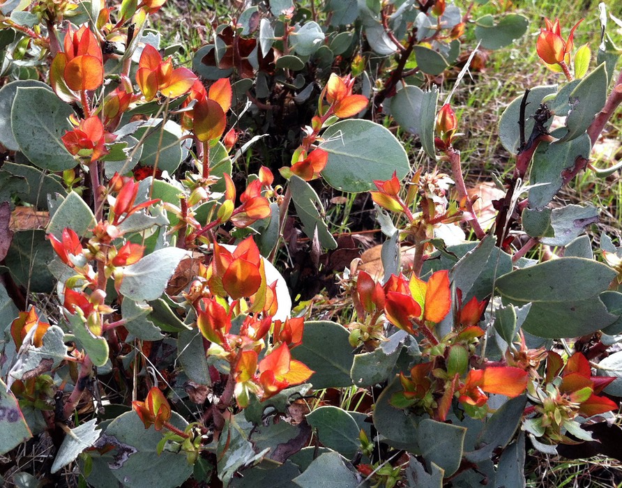 Manzanita, new growth