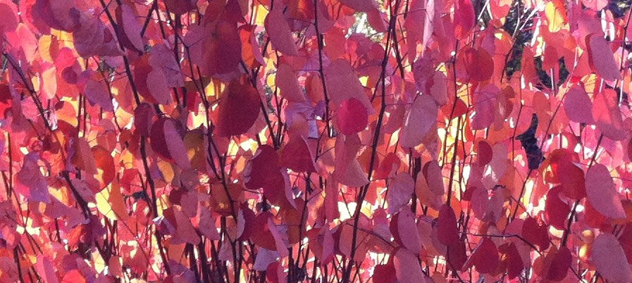 Redbud Leaves
